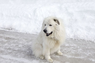 View of a dog on snow