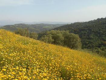 Scenic view of yellow flower field against sky