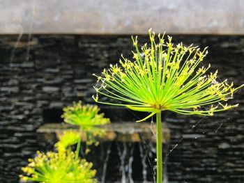 Close-up of flower against blurred background