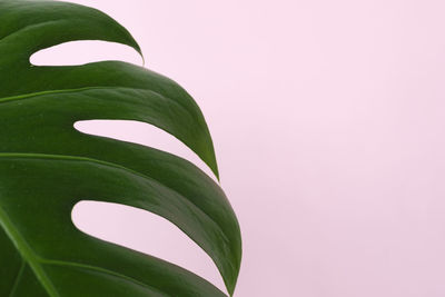 Close-up of plant against white background