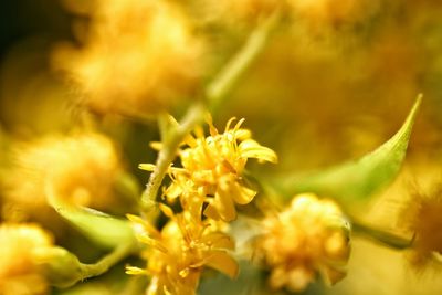 Close-up of yellow flower