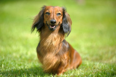 Dog sitting on grass