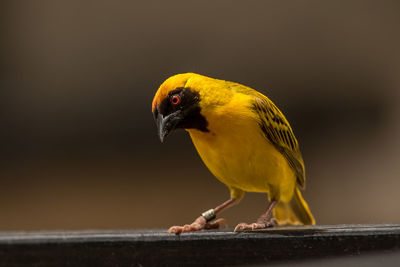 Close-up of bird perching on railing