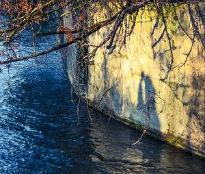 Tree trunk by sea in forest