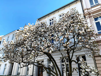 Low angle view of cherry blossom tree against building