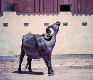 Water buffalo posing in front of the camera