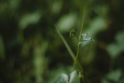 Close-up of plant