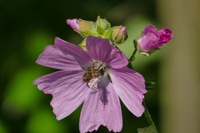 Close-up of insect on pink flower blooming outdoors