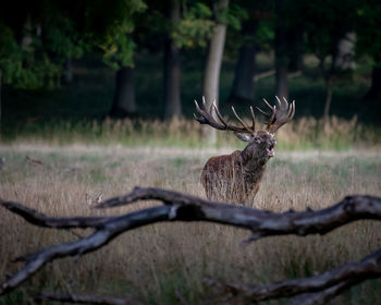 View of stag in forest