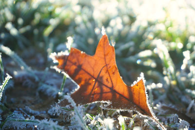 Close-up of autumn leaf on plant during winter