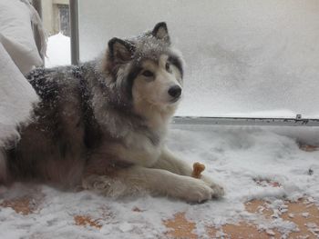 Low section of dog sitting on snow