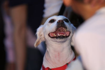 Close-up portrait of dog