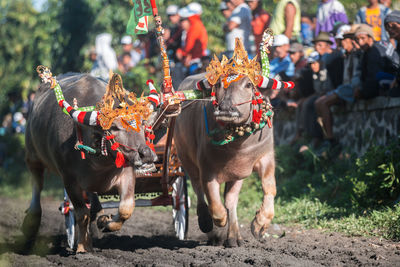 Makepung - bali traditional bull racing