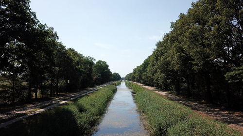 Narrow road along trees and plants against sky