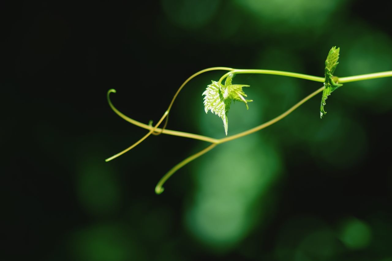 growth, plant, green color, beauty in nature, nature, plant part, leaf, close-up, fragility, no people, vulnerability, day, selective focus, focus on foreground, outdoors, freshness, plant stem, vine, beginnings, tranquility