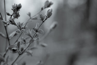 Close-up of flowering plant