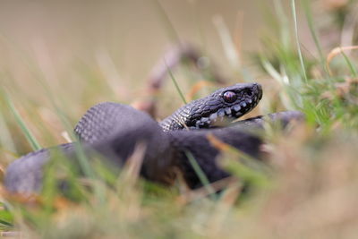 A black adder up close