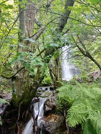 Scenic view of waterfall in forest