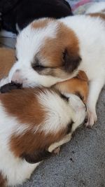 High angle view of dog sleeping