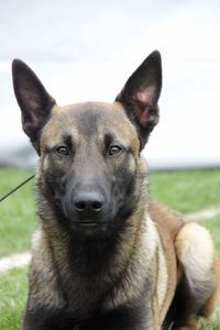 Close-up portrait of dog sitting on grass