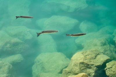 animal wildlife