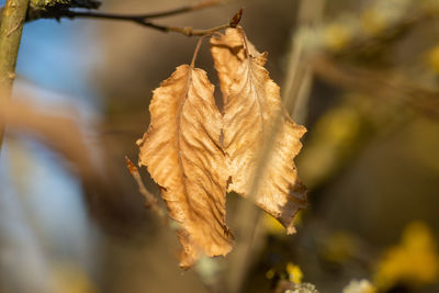 Close-up of dry leaf against blurred background