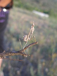 Close-up of insect