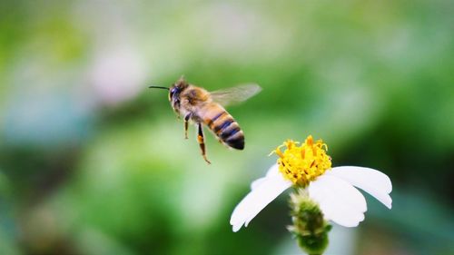 Close-up of insect pollinating on yellow flower