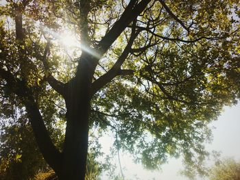 Low angle view of trees in forest