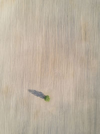 High angle view of wood on field