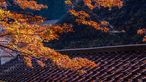 autumn