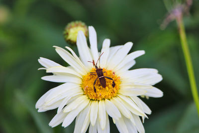 Close-up of insect on flower