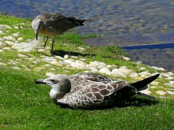 Side view of a seagull on field