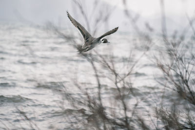 Bird flying