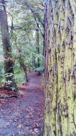 Trees in forest