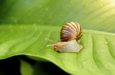 Close-up of snail on leaf