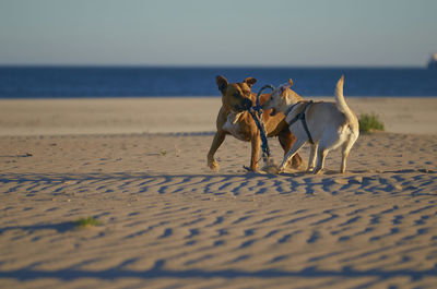 View of dog on beach