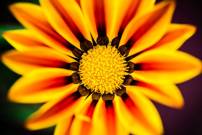 Macro shot of yellow flower