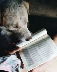 High angle view of dog on book