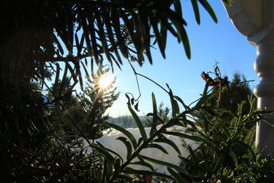 Close-up of tree against sky