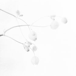 Close-up of flower over white background