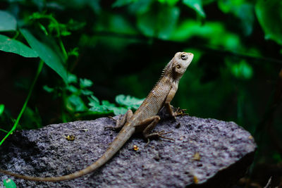 Close-up of lizard on rock