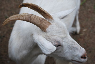 Close-up of goat on field