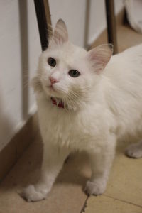 Close-up portrait of a cat