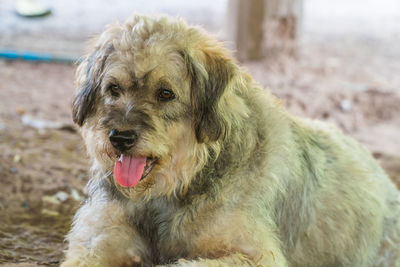 Close-up portrait of a dog