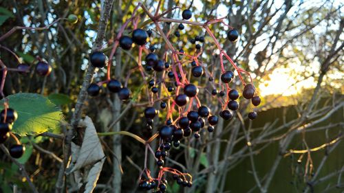 Close-up of berries growing on tree