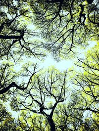 Low angle view of tree against sky