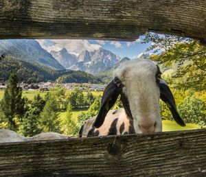 Close-up of goat by fence