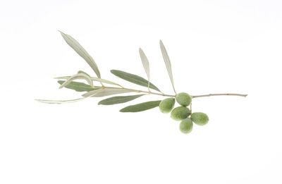 Close-up of plant against white background