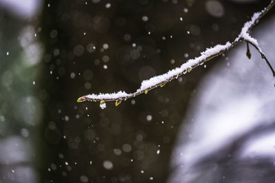 Close-up of raindrops on snow covered plant